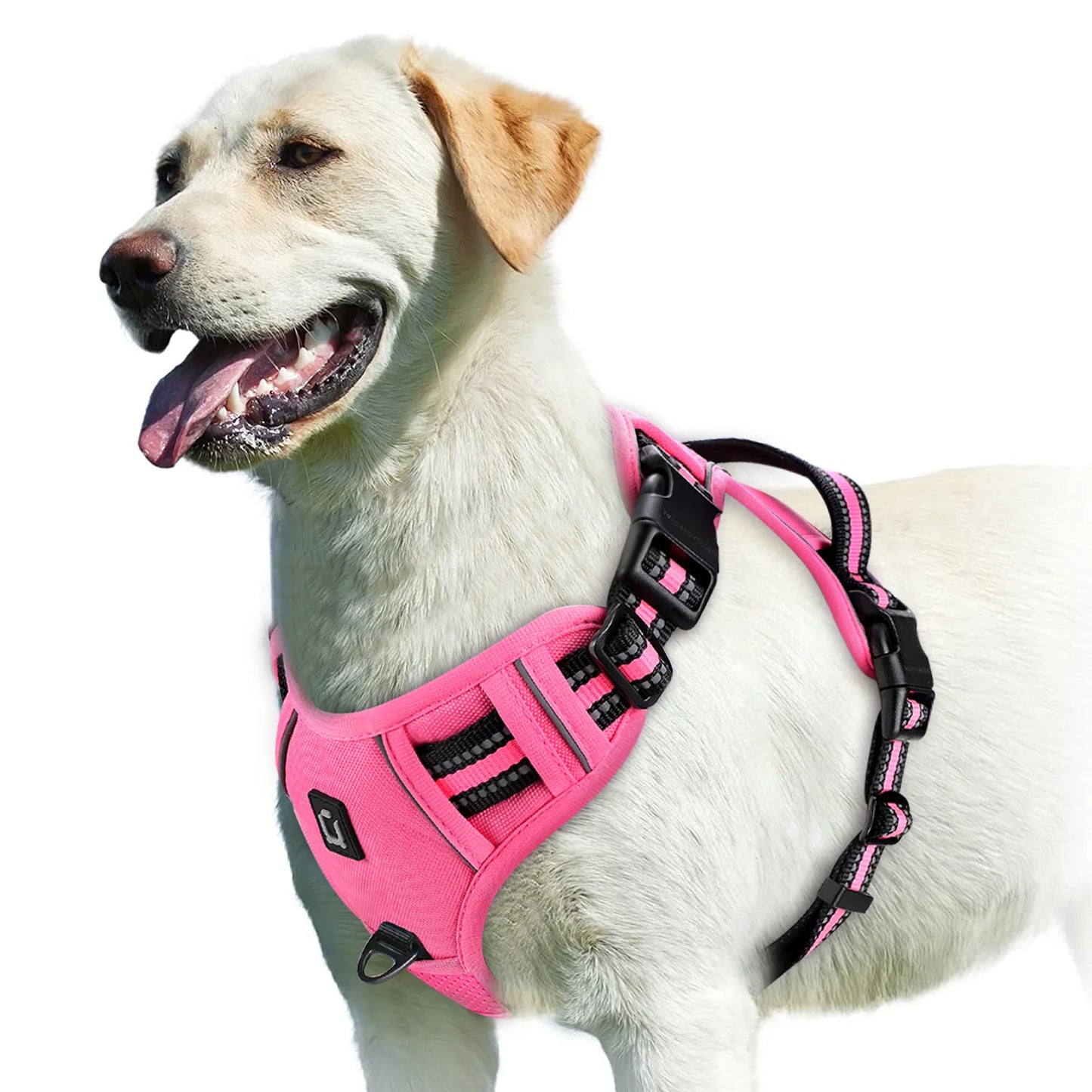 An Everyday Harness for Safe and Comfortable Walks | Toto & Co.