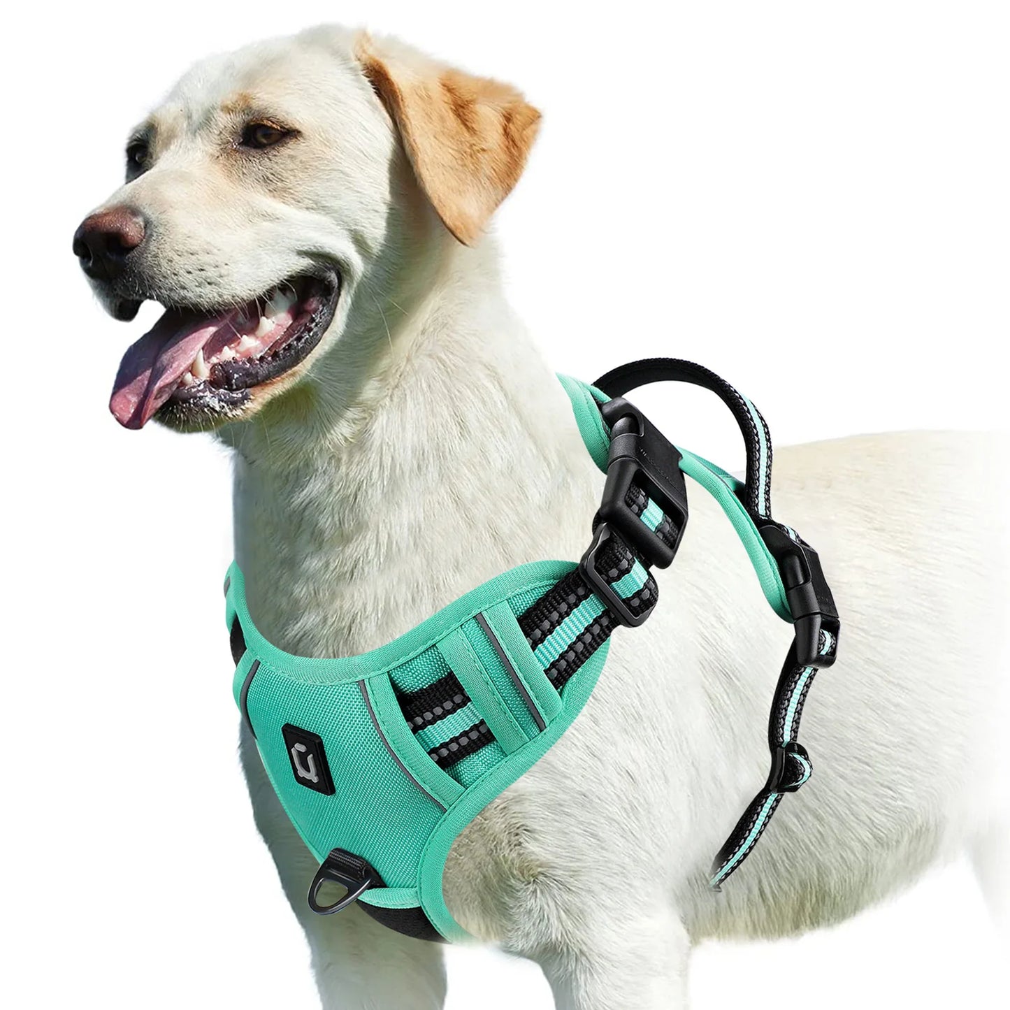 An Everyday Harness for Safe and Comfortable Walks | Toto & Co.