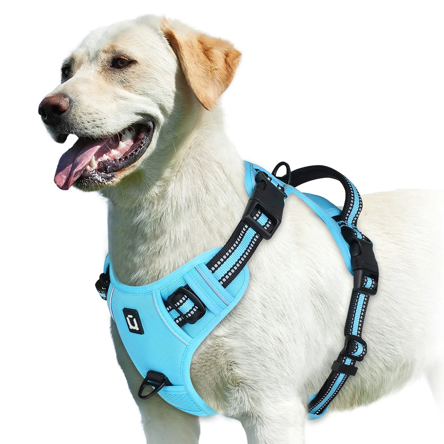 An Everyday Harness for Safe and Comfortable Walks | Toto & Co.