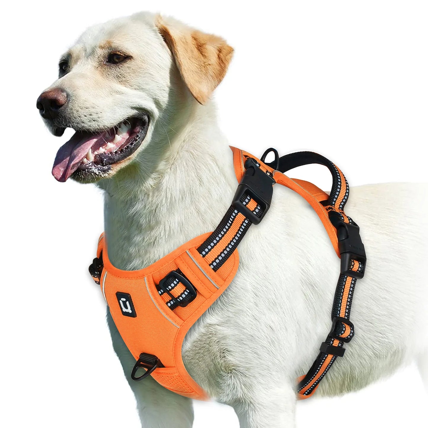 An Everyday Harness for Safe and Comfortable Walks | Toto & Co.