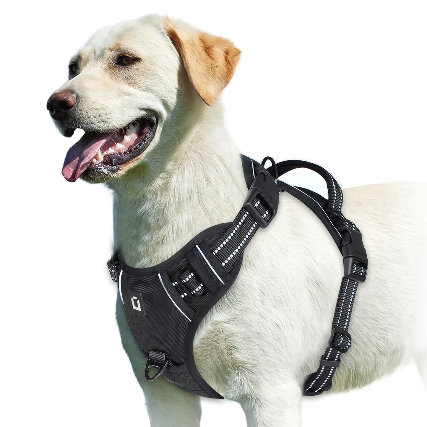 An Everyday Harness for Safe and Comfortable Walks | Toto & Co.