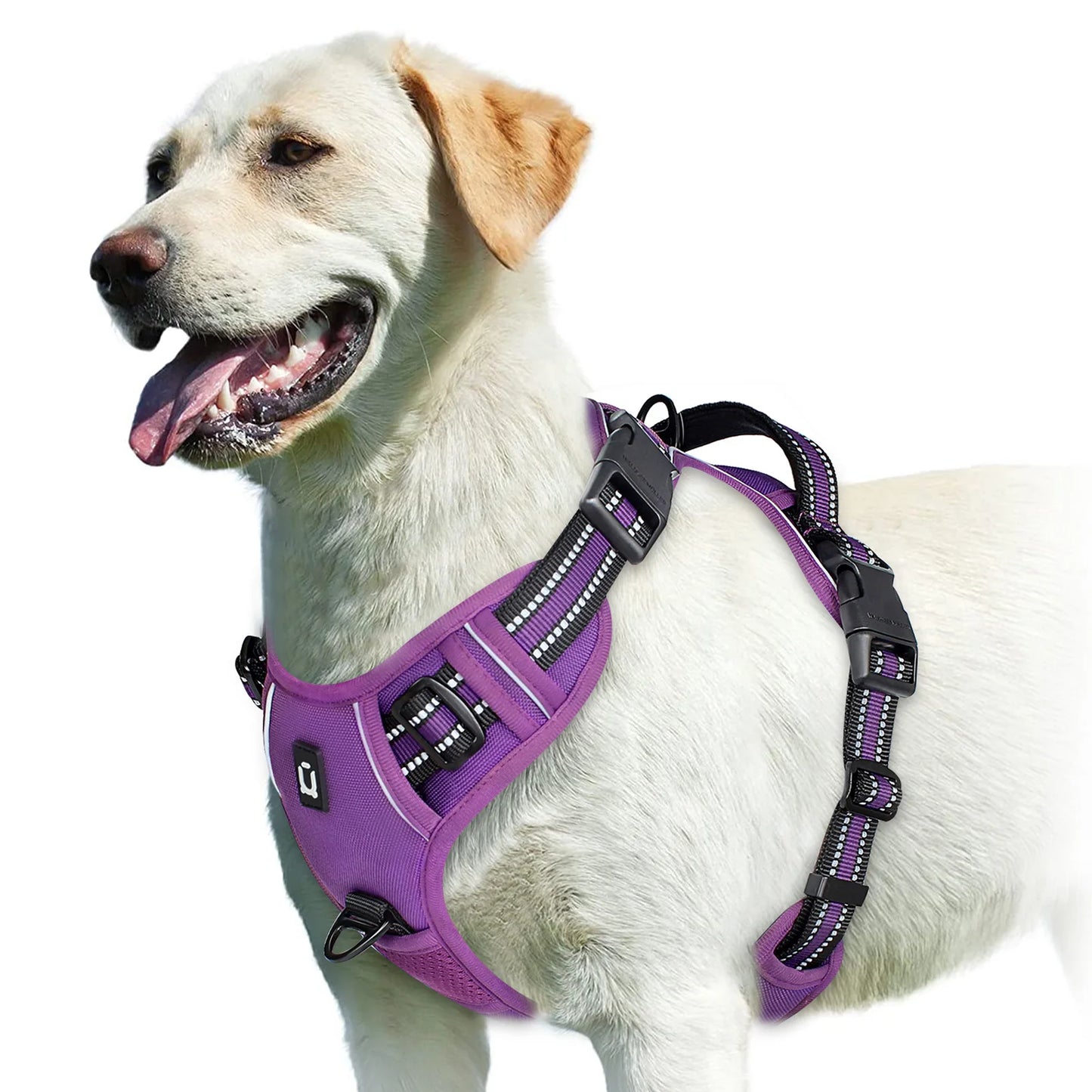 An Everyday Harness for Safe and Comfortable Walks | Toto & Co.